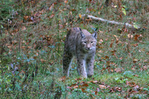 Luchs