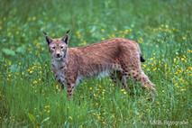 Luchs