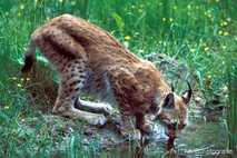 Luchs