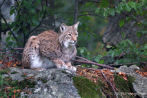 Luchs