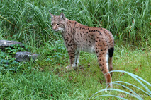 Luchs