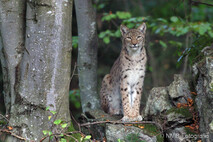 Luchs