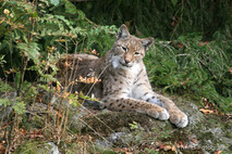 Luchs