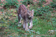 Luchs
