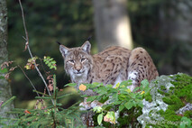Luchs