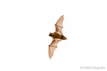 Fledermaus - großer Abendsegler