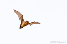 Fledermaus - großer Abendsegler