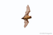 Fledermaus - großer Abendsegler