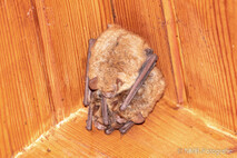 Fledermaus - großer Abendsegler