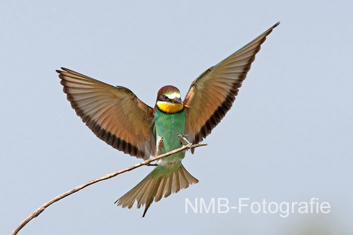 NMB Naturfotografie NMB-Naturfotografie