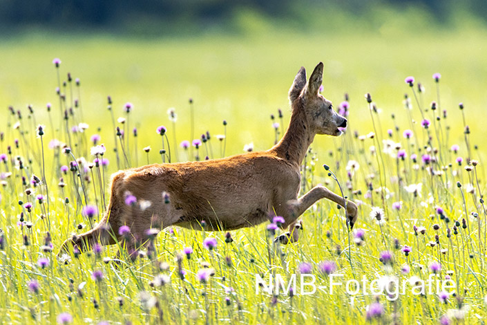 NMB Naturfotografie NMB-Naturfotografie