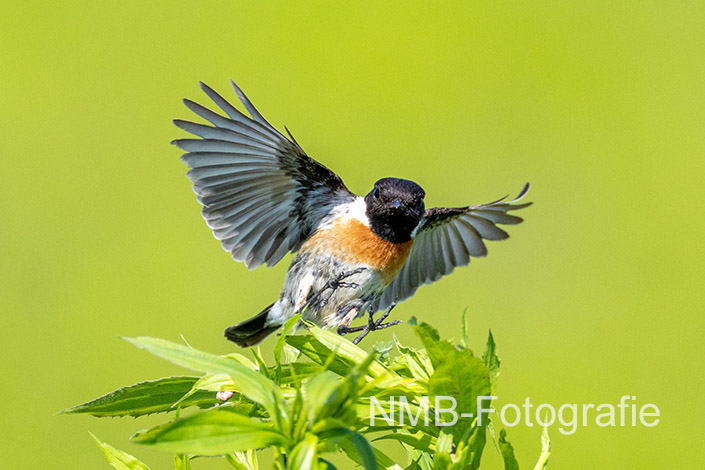 NMB Naturfotografie NMB-Naturfotografie