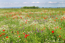 Landschaft Fotografie
