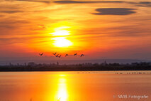 Foto Neusiedlersee
