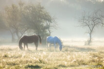 Foto Neusiedlersee