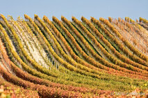 Foto Neusiedlersee