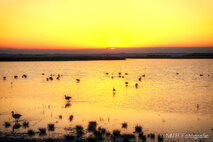 Foto Neusiedlersee