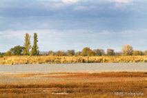 Foto Neusiedlersee