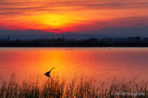 Foto Neusiedlersee