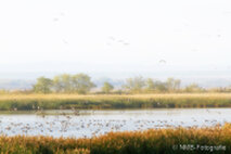 Foto Neusiedlersee