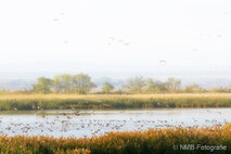 Foto Neusiedlersee