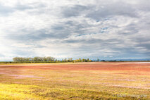 Foto Neusiedlersee