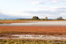Foto Neusiedlersee