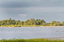 Foto Neusiedlersee