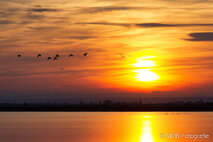 Foto Neusiedlersee