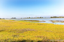 Foto Neusiedlersee