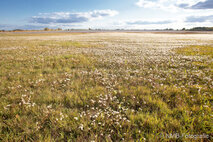 Foto Neusiedlersee