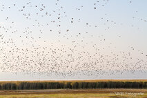 Foto Neusiedlersee