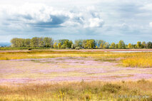 Foto Neusiedlersee