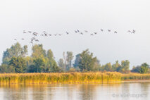 Foto Neusiedlersee