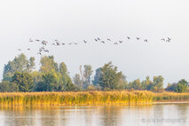 Foto Neusiedlersee