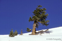 Winter Foto