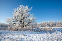Winter Foto