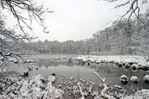 Winter Foto