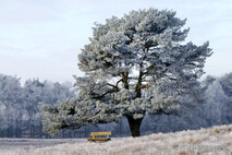 Winter Foto