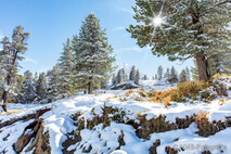 Winter Foto