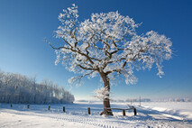 Winter Foto