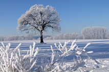 Winter Foto