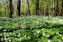 Frühling