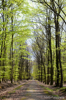 Frühling
