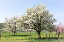 Frühling