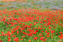 Frühling