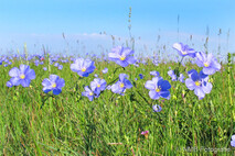 Frühling