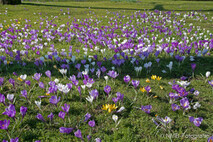 Frühling