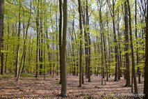 Frühling