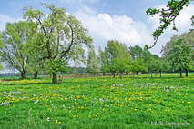 Frühling
